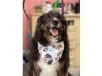 Adopt Pete a Border Collie