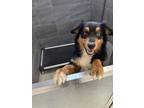 Adopt Brooks a Australian Shepherd, Mixed Breed