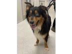 Adopt Dunn a Australian Shepherd, Mixed Breed