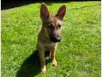 Adopt Gunner a German Shepherd Dog