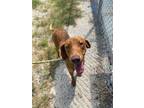 Adopt Dogwood a Redbone Coonhound, Plott Hound