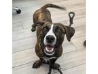 Adopt Otter a Basset Hound