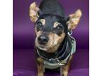 Adopt Recon a Miniature Pinscher