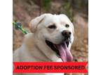 Adopt Leo (Len's Dog) a Labrador Retriever