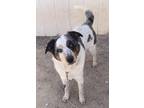 Adopt Danny a Australian Cattle Dog / Blue Heeler