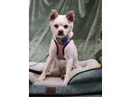 Adopt Rowoori a Jindo