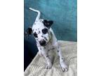 Adopt Kane**FOSTER OR FOSTER TO ADOPT NEEDED** a Dalmatian