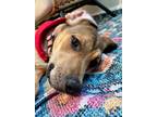 Adopt Phoenix Livingston a Labrador Retriever, Black Mouth Cur