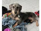 Adopt Carter a Dachshund