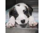 Adopt Kenedy Pup a Mixed Breed