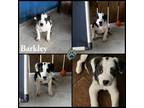 Adopt Kenedy Pup a Mixed Breed