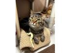 Adopt Lunar a Domestic Medium Hair