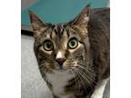 Adopt Bentley a Domestic Short Hair