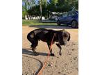 Adopt Raymond a Pit Bull Terrier, Mixed Breed
