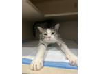 Adopt Pinnacle a Domestic Short Hair