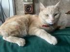 Adopt Colita a Domestic Short Hair