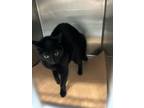 Adopt Mouse a Domestic Short Hair