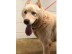 Adopt Blue a Siberian Husky