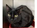 Adopt Prismo a Domestic Short Hair