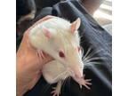 Adopt Bobbery a Rat