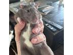 Adopt Parakarry a Rat