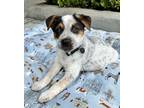 Adopt Ranger a Australian Cattle Dog / Blue Heeler