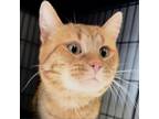 Adopt Yeow a Domestic Short Hair