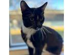 Adopt Loki a Domestic Short Hair