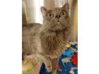 Adopt Pistachio a Domestic Long Hair