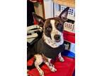 Adopt Coda a Jack Russell Terrier, Mixed Breed