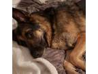 Adopt Minos a German Shepherd Dog