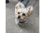 Adopt Cheddar a Yorkshire Terrier, Poodle