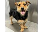 Adopt Tate a Parson Russell Terrier