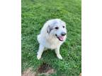 Adopt Mister Rocky a Great Pyrenees