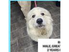 Adopt Mister Rocky a Great Pyrenees