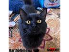 Adopt Bartholomew a Domestic Long Hair