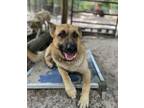 Adopt Kush a German Shepherd Dog