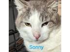 Adopt Sonny a Domestic Short Hair