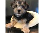 Mutt Puppy for sale in Fort Myers, FL, USA