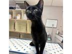 Adopt Pantera a Domestic Short Hair