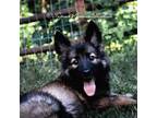 German Shepherd Dog Puppy for sale in West Monroe, LA, USA