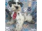 Schnauzer (Miniature) Puppy for sale in Rockdale, TX, USA