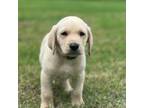 Labrador Retriever Puppy for sale in Timpson, TX, USA