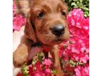 Irish Setter Puppy for sale in Monroe, GA, USA