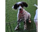 English Setter Puppy for sale in Jamestown, TN, USA
