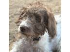 Labradoodle Puppy for sale in Lancaster, CA, USA