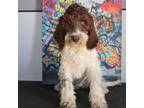 Labradoodle Puppy for sale in Cartersville, GA, USA