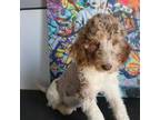 Labradoodle Puppy for sale in Cartersville, GA, USA