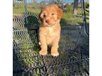 Soft Coated Wheaten Terrier Puppy for sale in Phelan, CA, USA