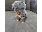 Poodle (Toy) Puppy for sale in Lambertville, MI, USA